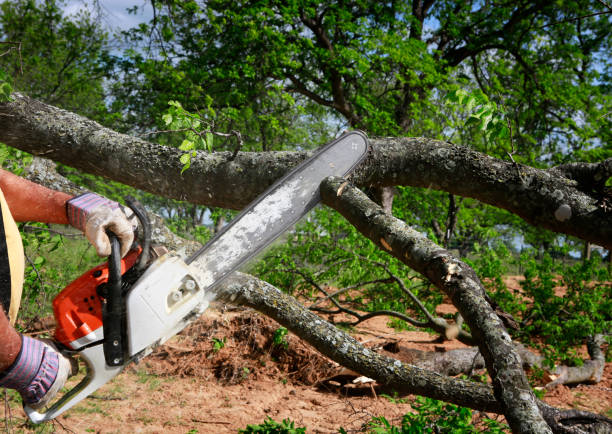 Best Fruit Tree Pruning  in Galena, IN